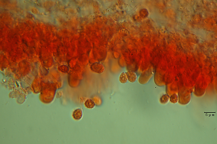 Lavoro - Crosta foto 0601 (Phlebiella fibrillosa)